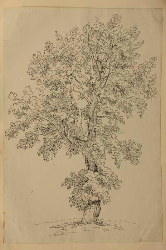 I progetti per Sant'Antonio nuovo a Trieste